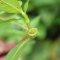 Alternanthera philoxeroides (Mart.) Griseb.